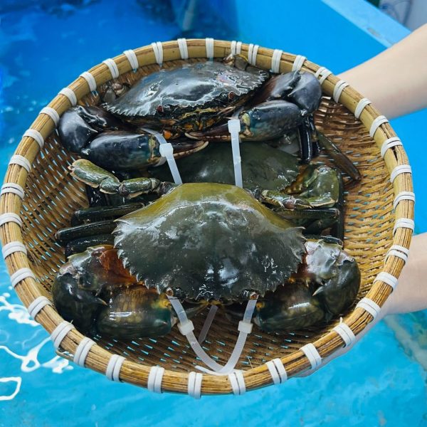 Cua Cà Mau - Hình ảnh 3