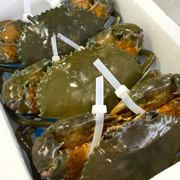 Cua Cà Mau - Hình ảnh 6