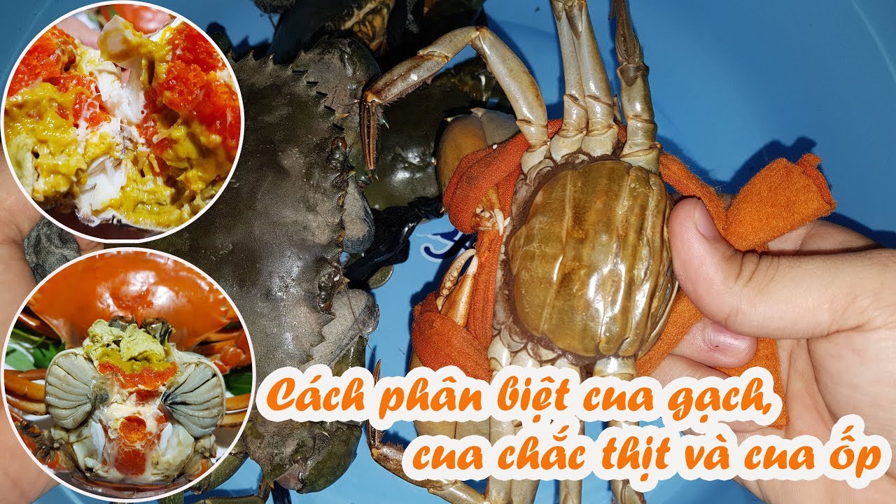 a crab on a plate