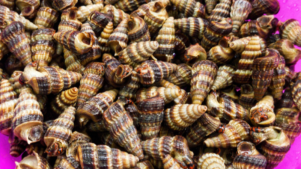 Ốc Len - Hình ảnh 2