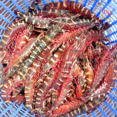 Tôm Sú Đỏ